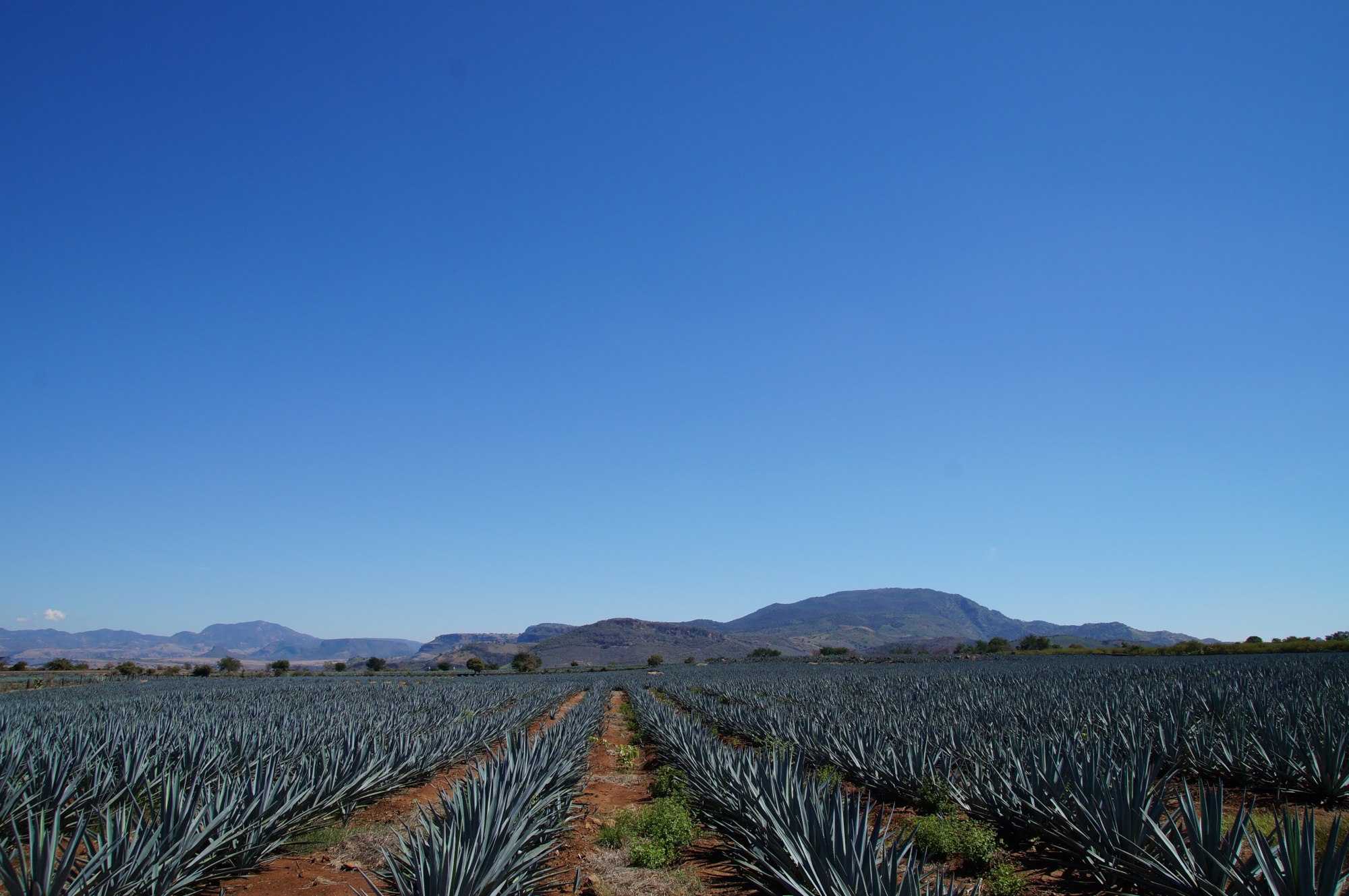 Alles zur Geschichte des Tequila  Von den Anfngen bis heute