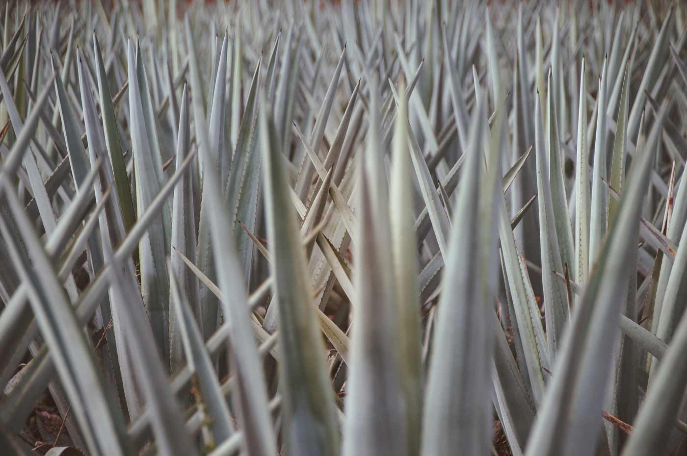 Tequila Herstellung erklrt  Alles von der Agave bis ins Glas